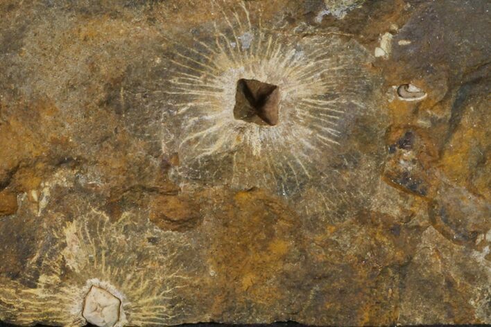 Fossil Winged Walnut (Juglandaceae) Fruit - North Dakota #155758